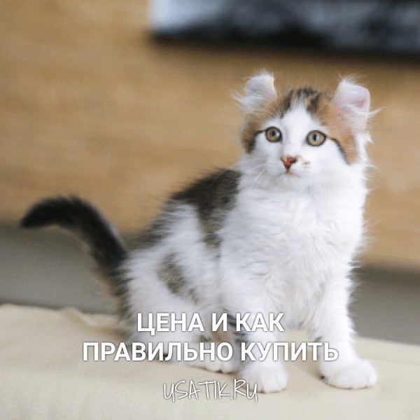 Американский керл - цена и как правильно купить
