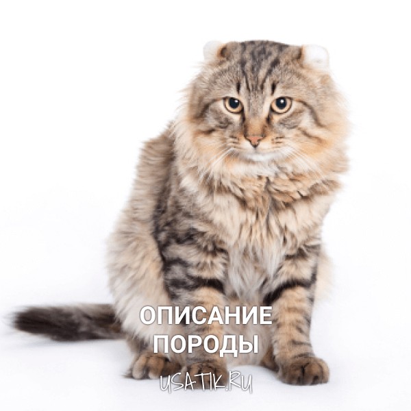 Американский керл - описание породы