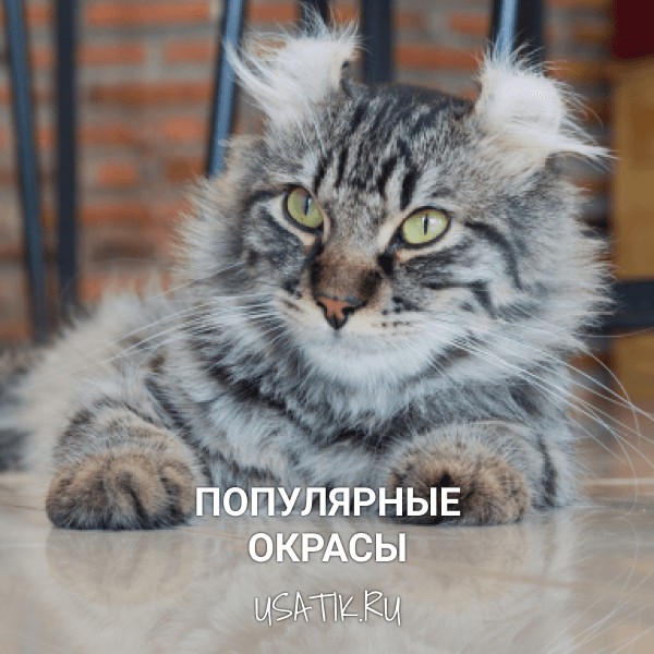 Популярные окрасы американских керлов