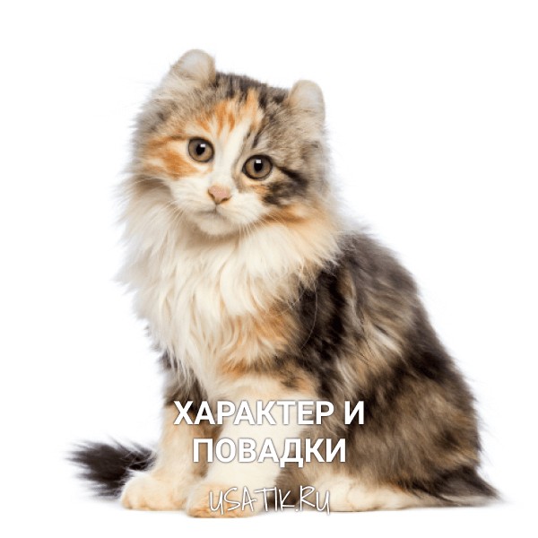 Характер и повадки американских керлов