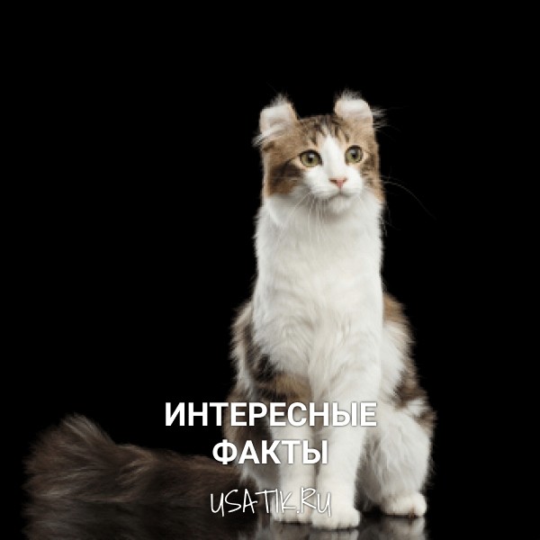 Интересные факты об американских керлах