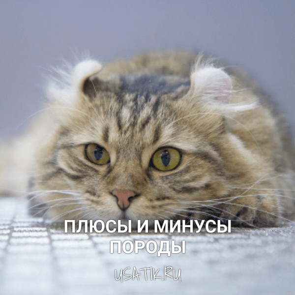 Плюсы и минусы американских керлов