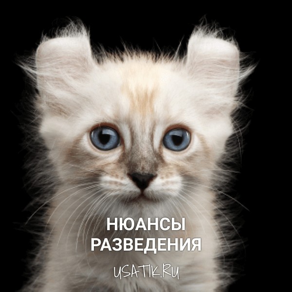 Разведение американских керлов