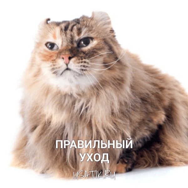 Уход за американскими керлами