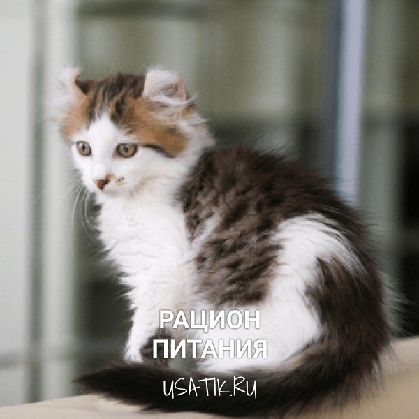 Рацион питания американских керлов