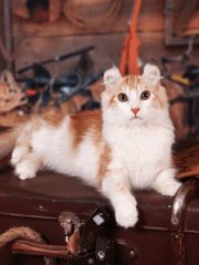 Американский керл