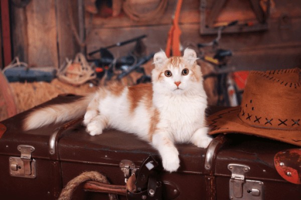 Американский керл