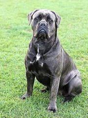 Американский бандог