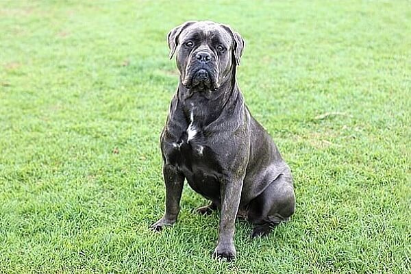 Американский бандог