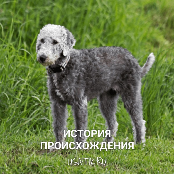 История происхождения бедлингтон-терьеров