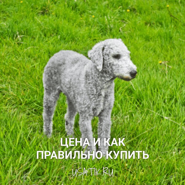 Бедлингтон-терьер - цена и как правильно купить