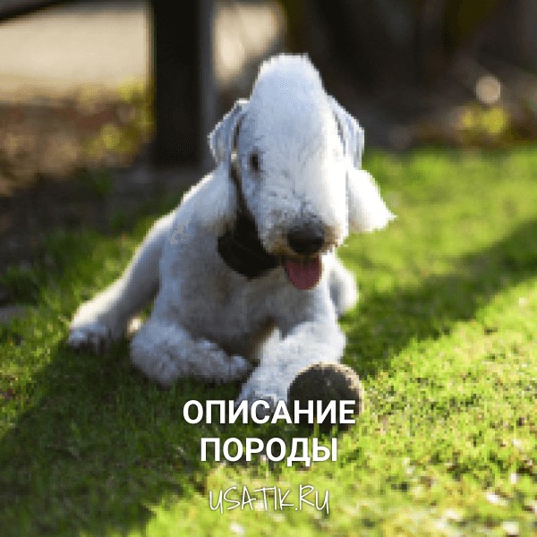 Бедлингтон-терьер - описание породы