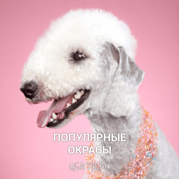 Популярные окрасы бедлингтон-терьеров
