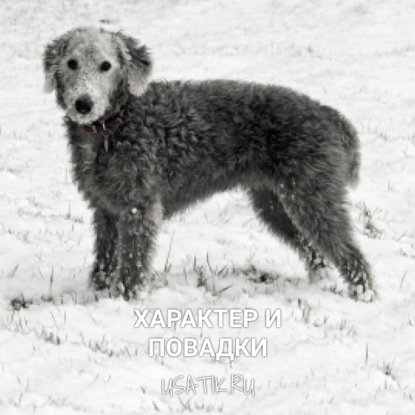 Характер и повадки бедлингтон-терьеров
