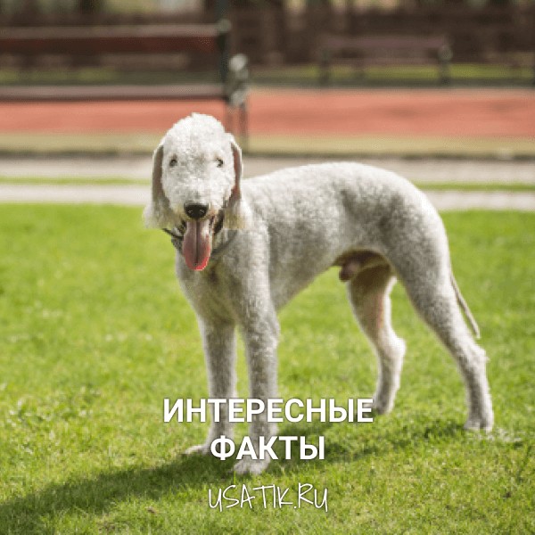 Интересные факты о бедлингтон-терьерах