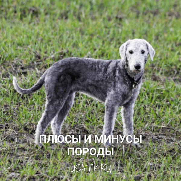 Плюсы и минусы бедлингтон-терьеров