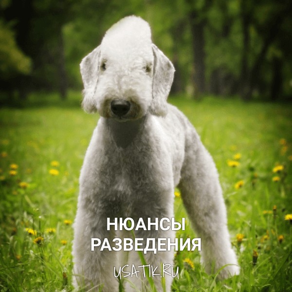 Разведение бедлингтон-терьеров