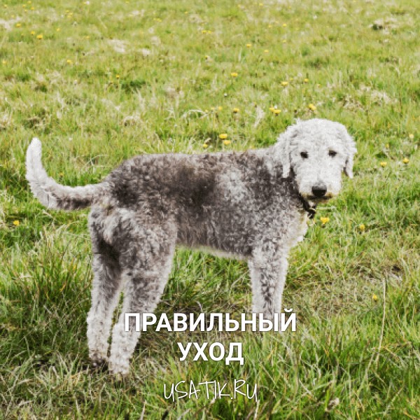 Уход за бедлингтон-терьерами