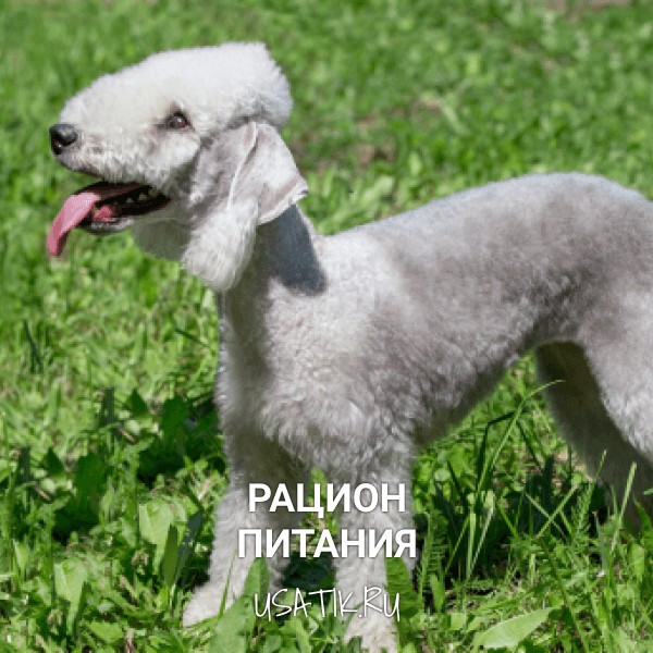 Рацион питания бедлингтон-терьеров