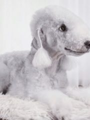 Бедлингтон-терьер