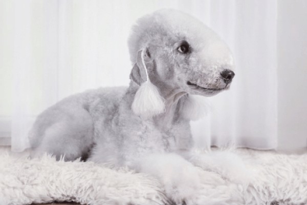 Бедлингтон-терьер