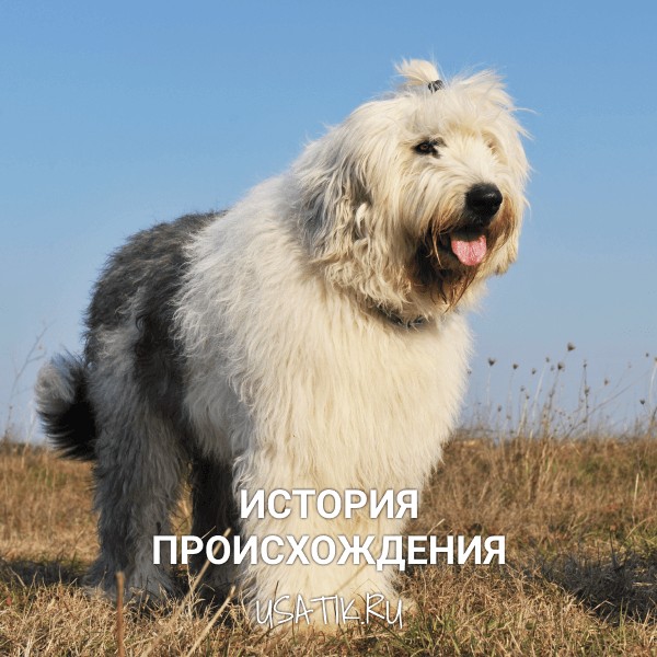 История происхождения бобтейлов