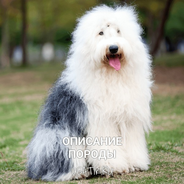 Бобтейл - описание породы