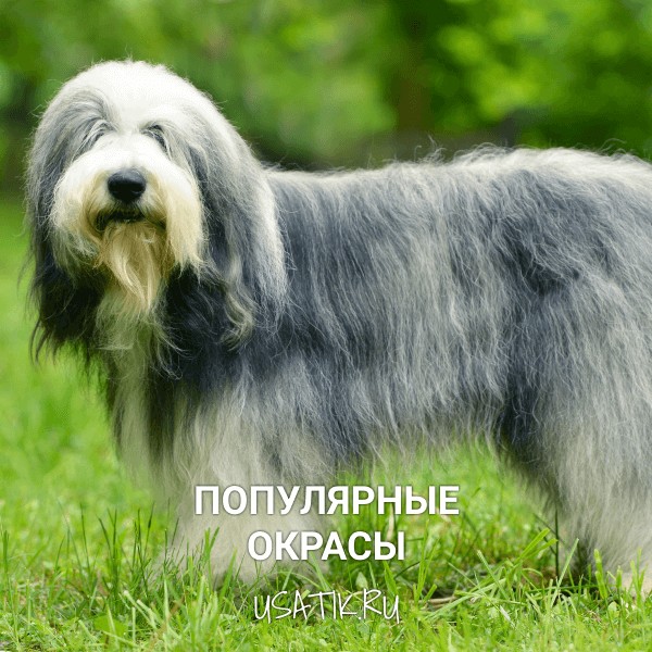 Популярные окрасы бобтейлов