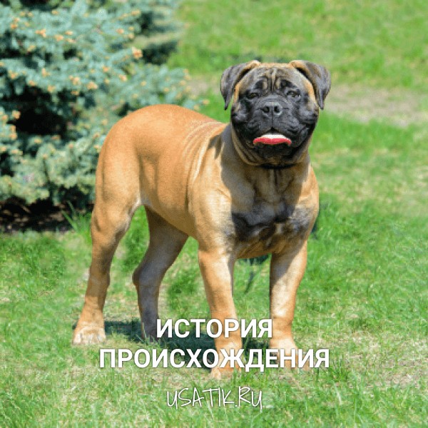 История происхождения бульмастифов