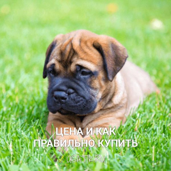 Бульмастиф - цена и как правильно купить