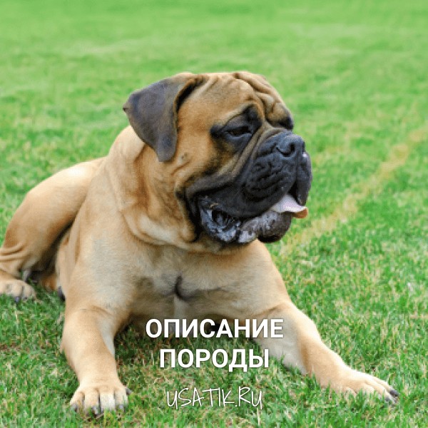 Бульмастиф - описание породы