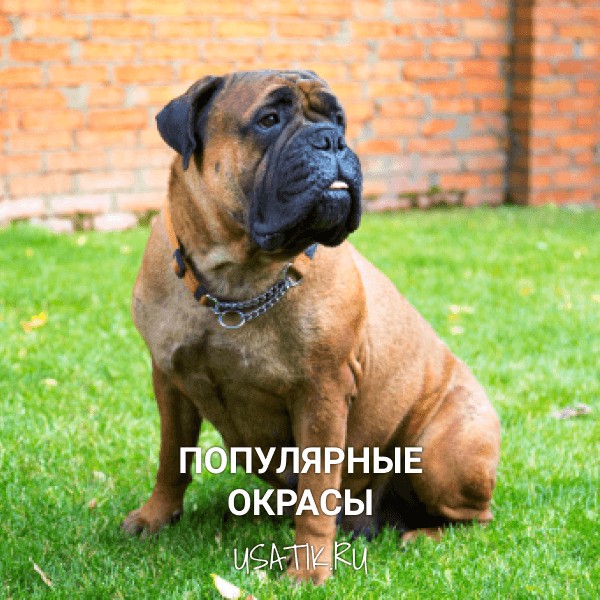 Популярные окрасы бульмастифов