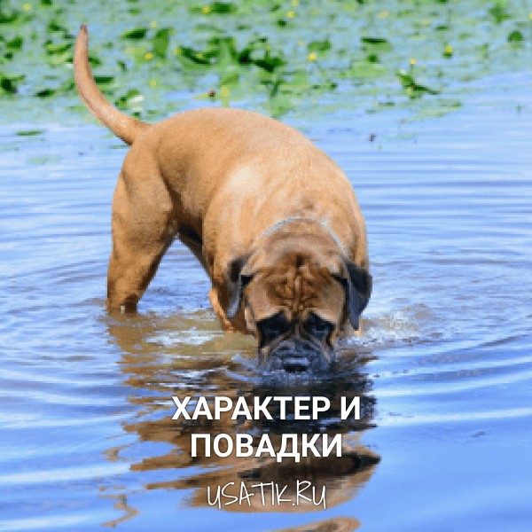 Характер и повадки бульмастифов