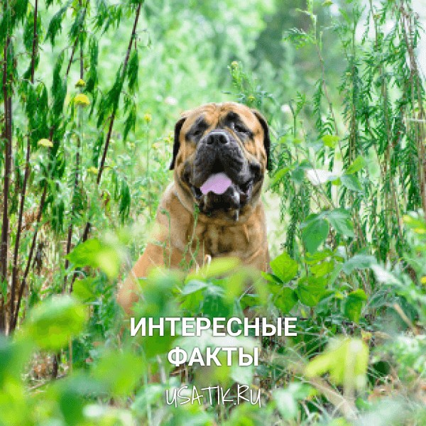 Интересные факты о бульмастифах