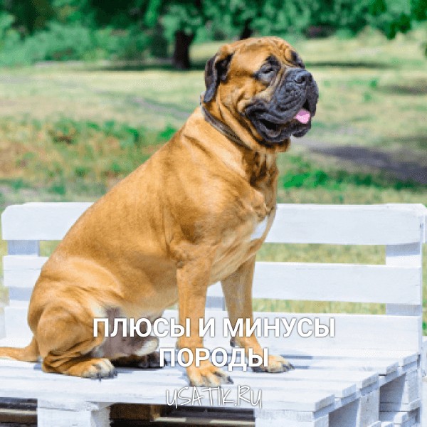 Плюсы и минусы бульмастифов