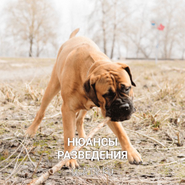 Разведение бульмастифов