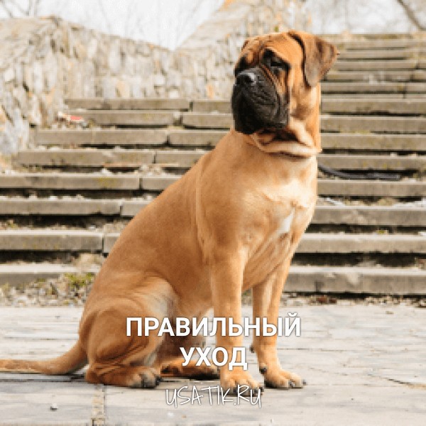 Уход за бульмастифами