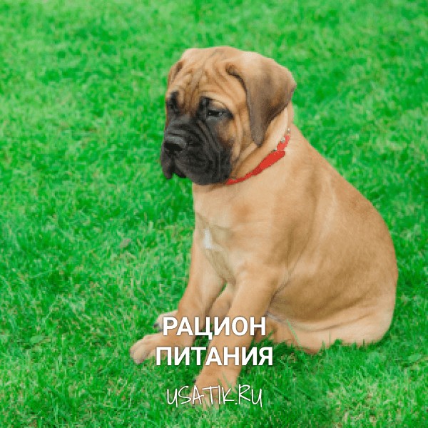 Рацион питания бульмастифов