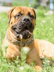 Бульмастиф