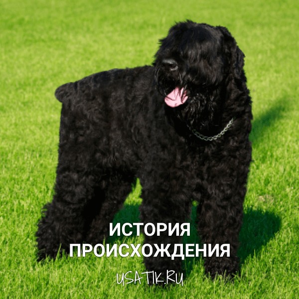 История происхождения черных терьеров