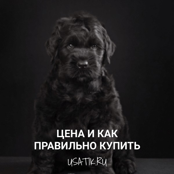 Черный терьер - цена и как правильно купить