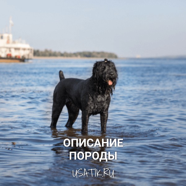 Черный терьер - описание породы