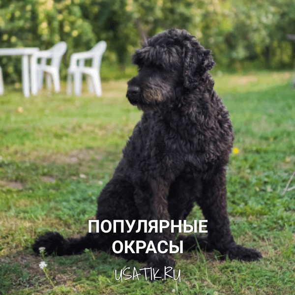 Популярные окрасы черных терьеров