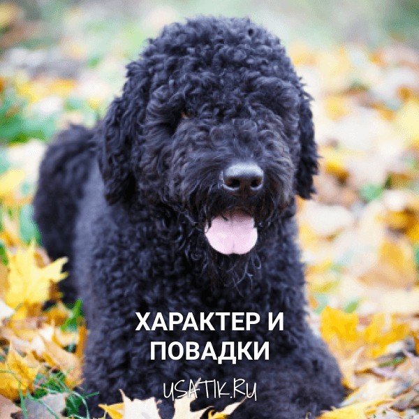Характер и повадки черных терьеров