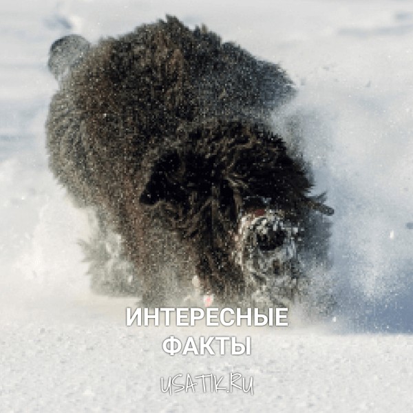 Интересные факты о черных терьерах