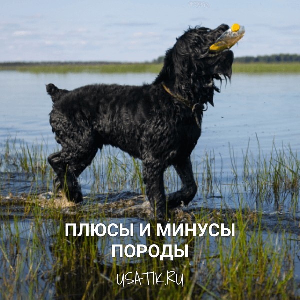 Плюсы и минусы черных терьеров