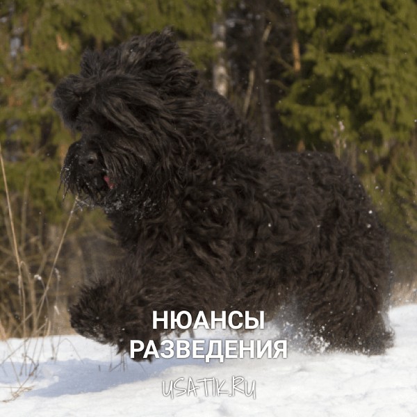Разведение черных терьеров