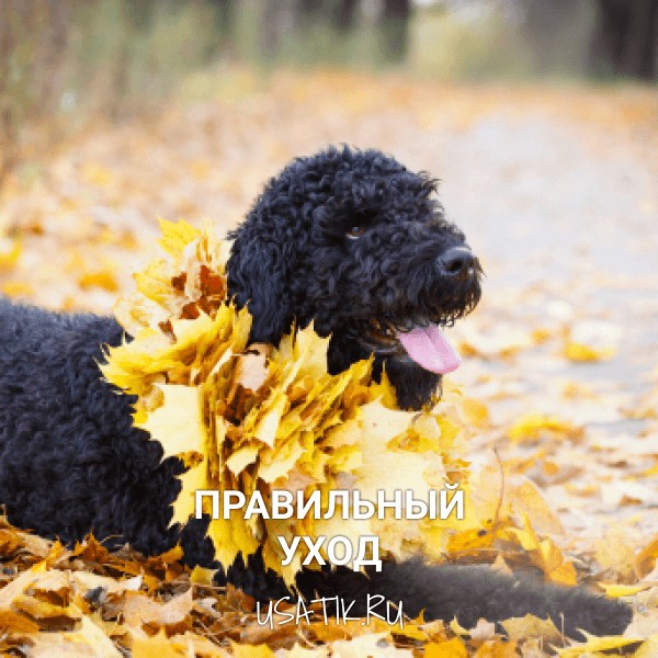 Уход за черными терьерами