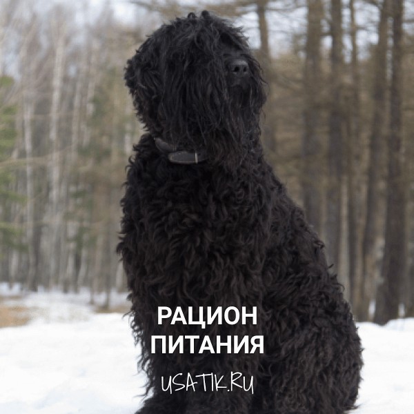 Рацион питания черных терьеров
