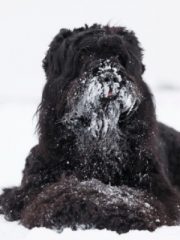 Черный терьер